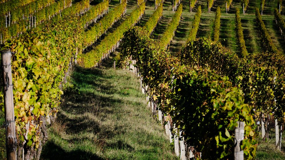Mrazivé počasí vinohradům neškodí, pokračuje zimní řez